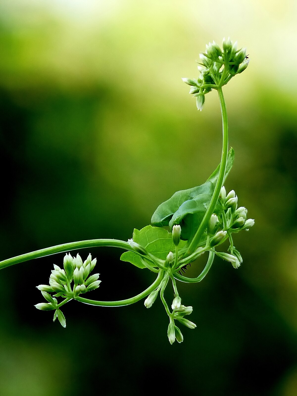 Mikania micrantha