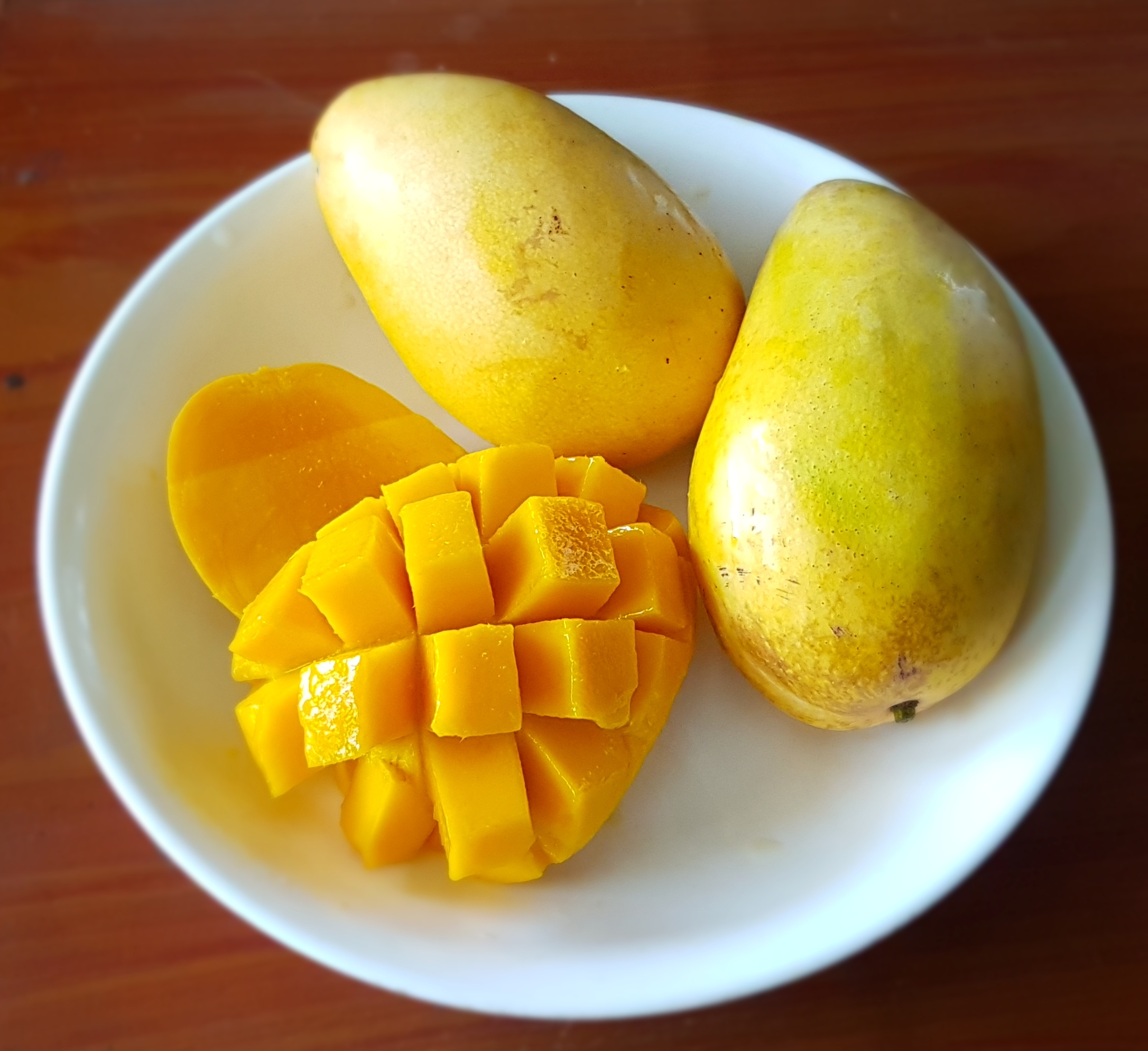 Mangifera indica