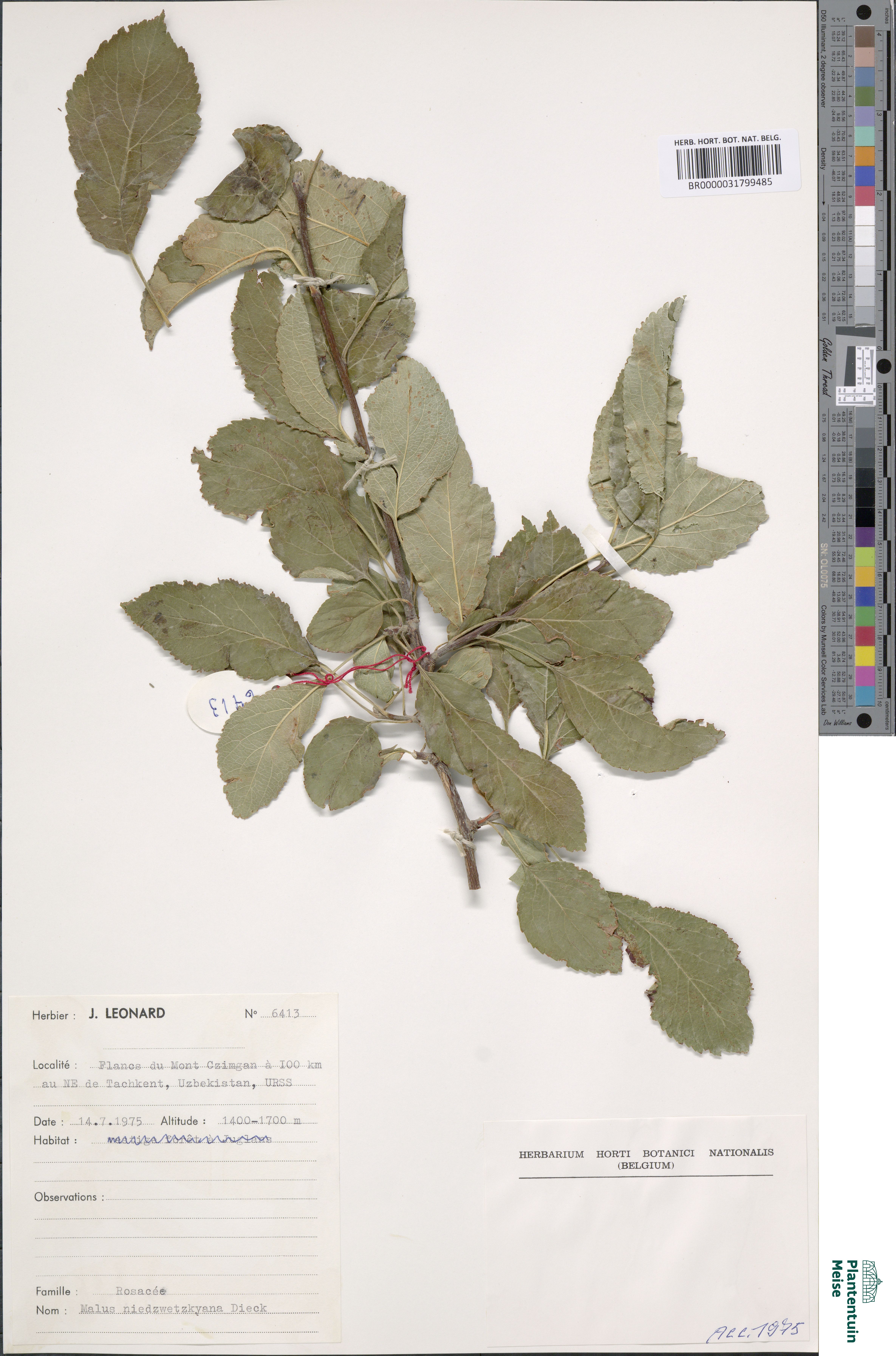 Malus niedzwetzkyana