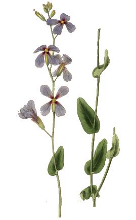 Moricandia nitens