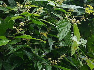 Microcos paniculata