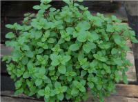 Mentha x piperita