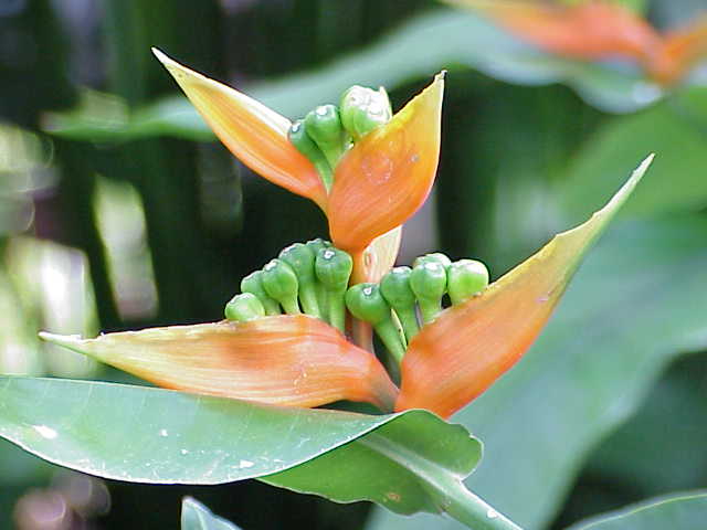 Musa schizocarpa