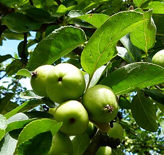 Malus sieboldii