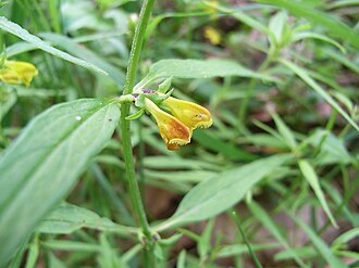 Melampyrum sylvaticum