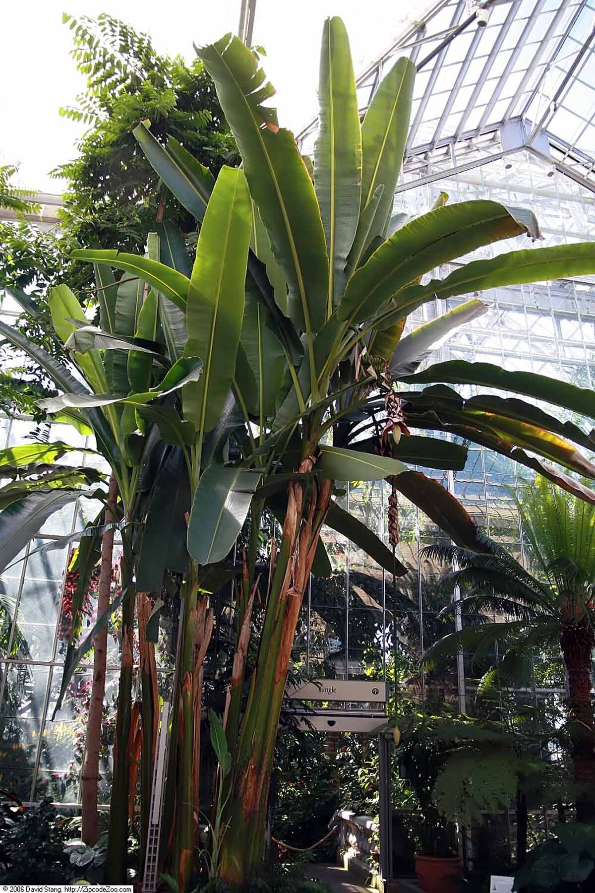 Musa textilis