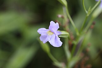Mimulus verbenaceus MvBL