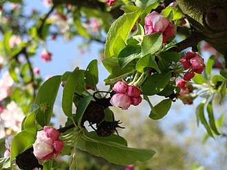 Malus × zumi