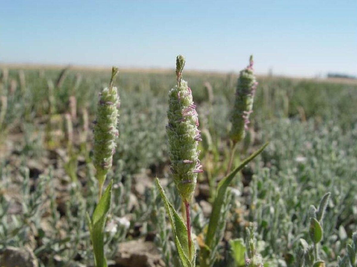 Neostapfia colusana