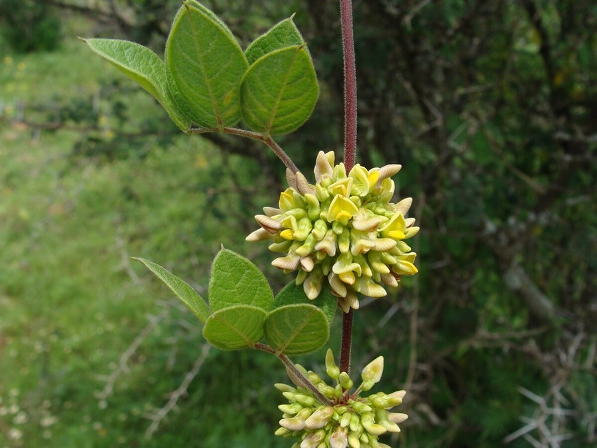 Nissolia schottii