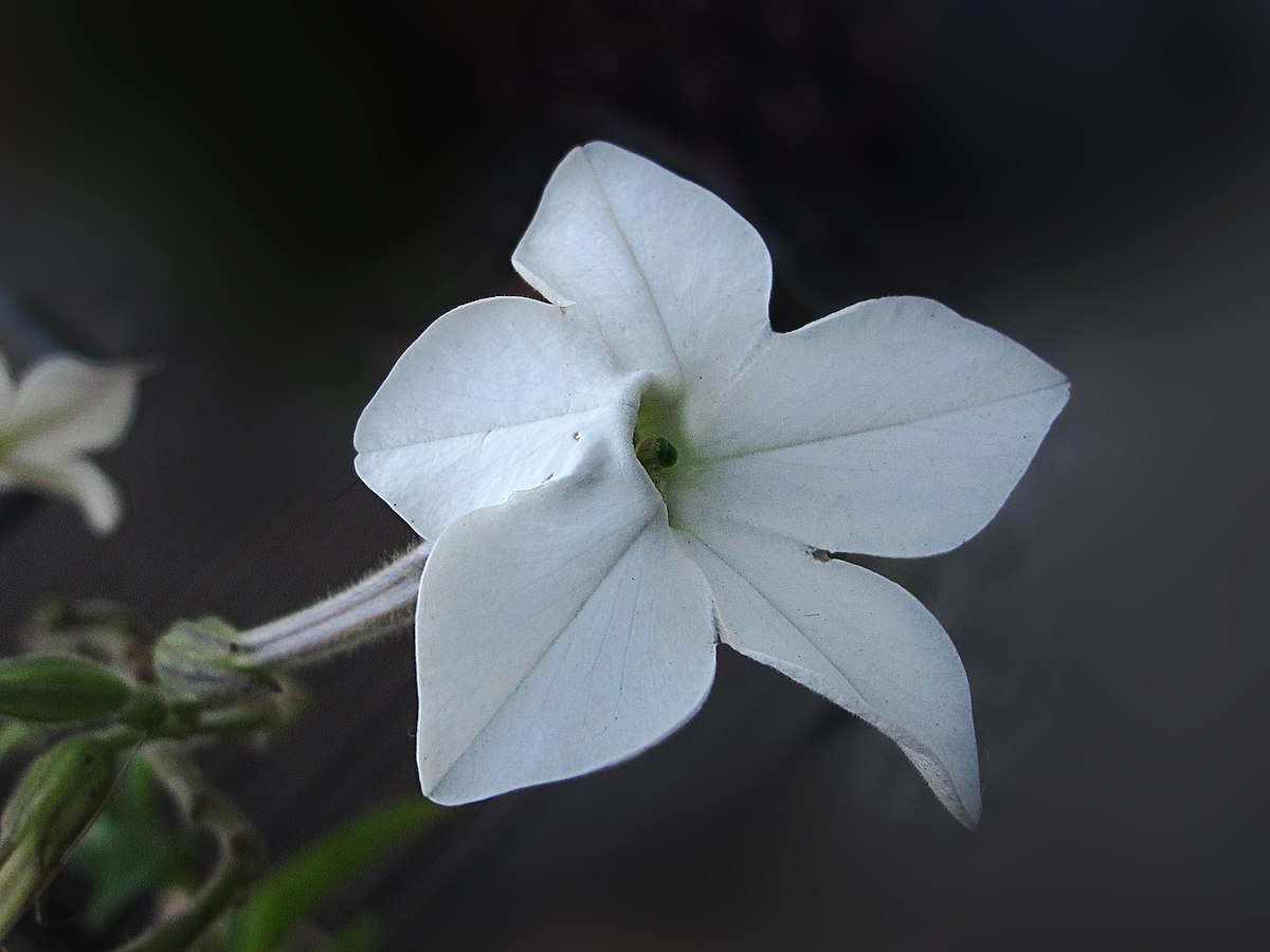 Nicotiana longiflora