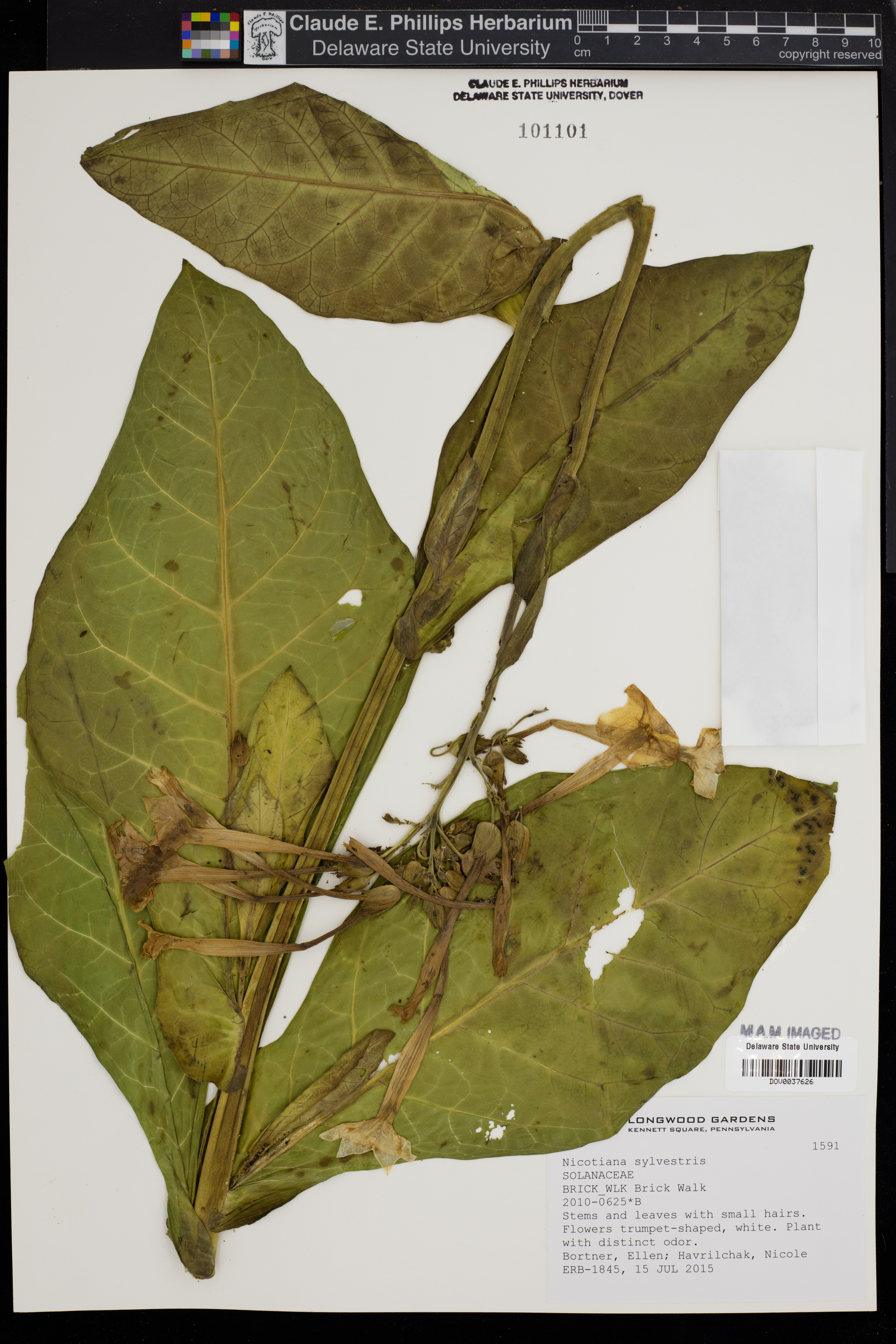 Nicotiana sylvestris