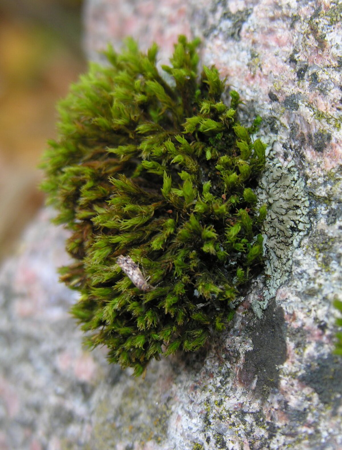 Orthotrichum anomalum