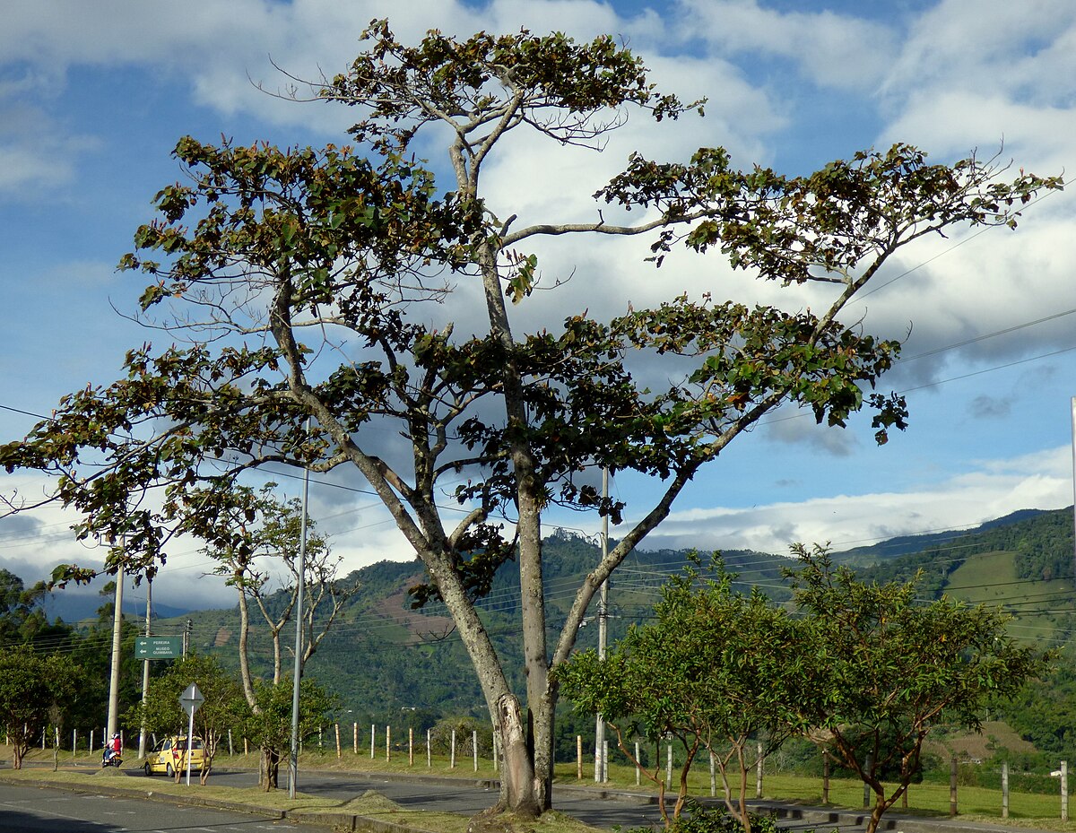 Ochroma pyramidale