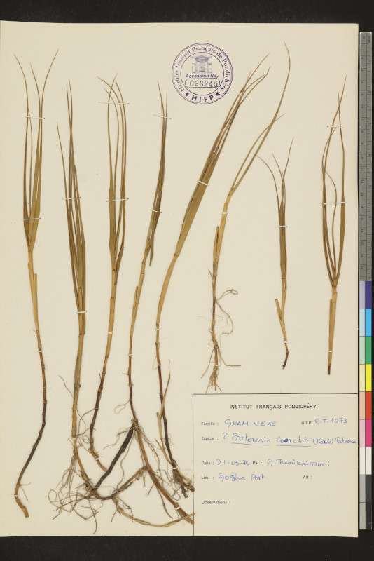 Oryza coarctata