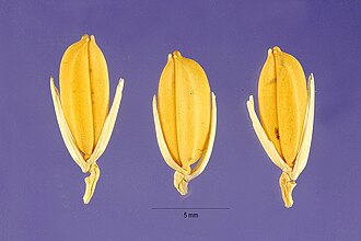 Oryza glaberrima