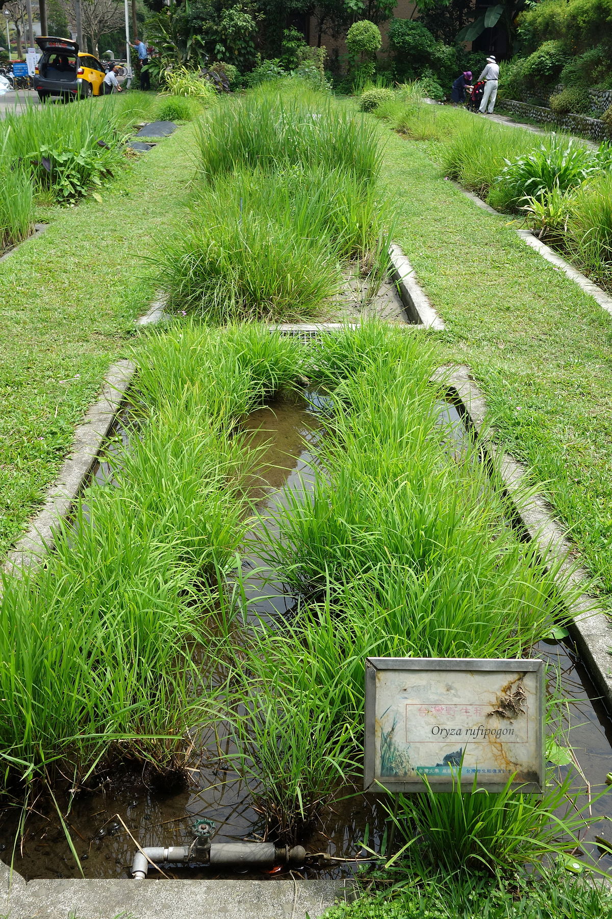 Oryza rufipogon Y476