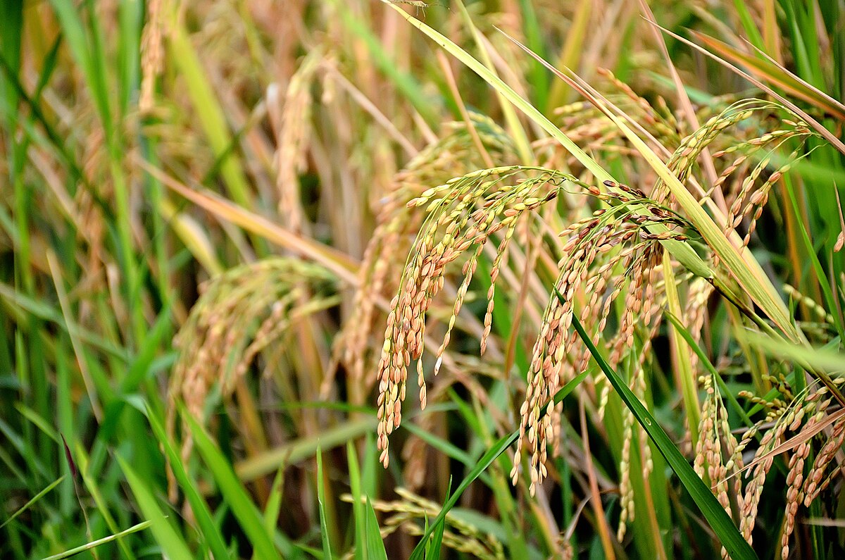 Oryza sativa NIP
