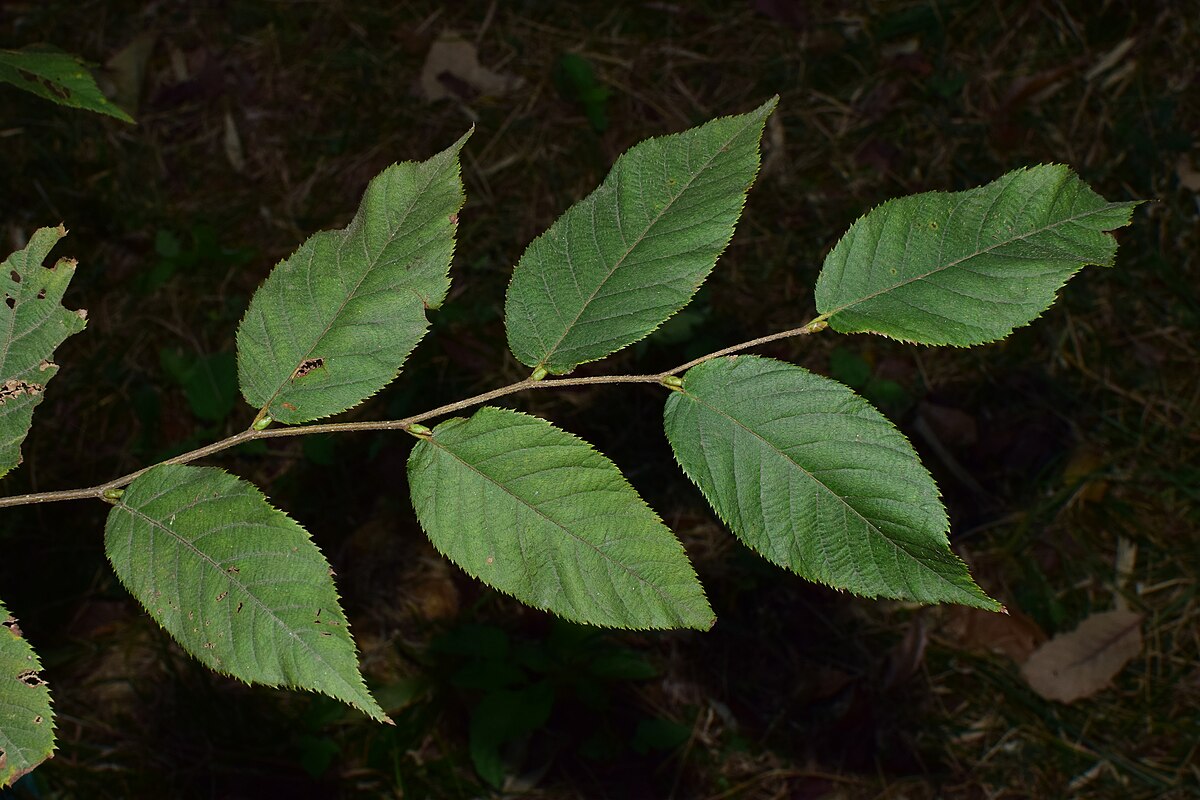 Ostrya rehderiana