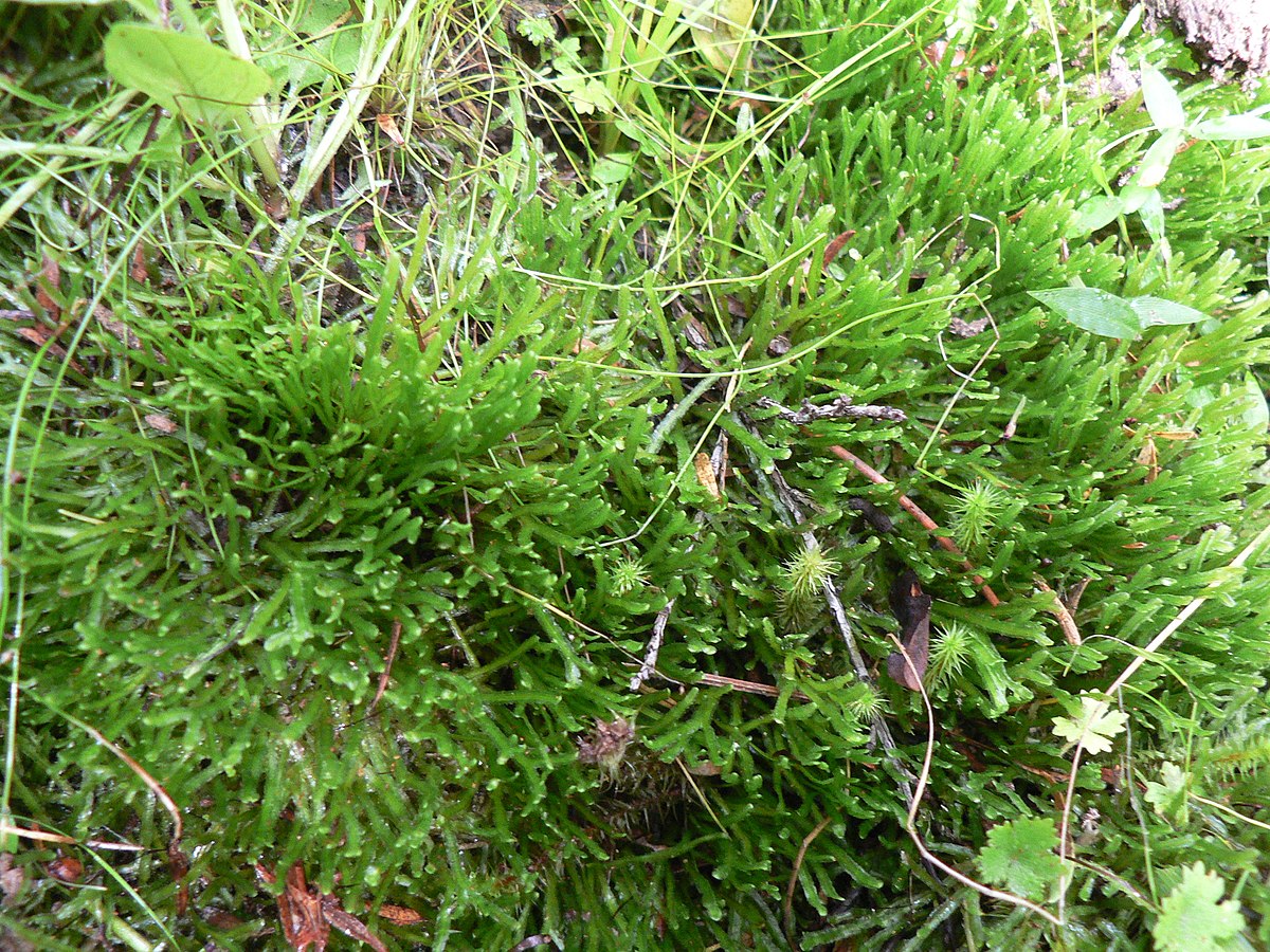 Pallavicinia ambigua