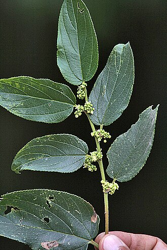 Parasponia andersonii
