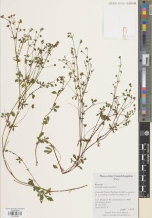 Potentilla anglica