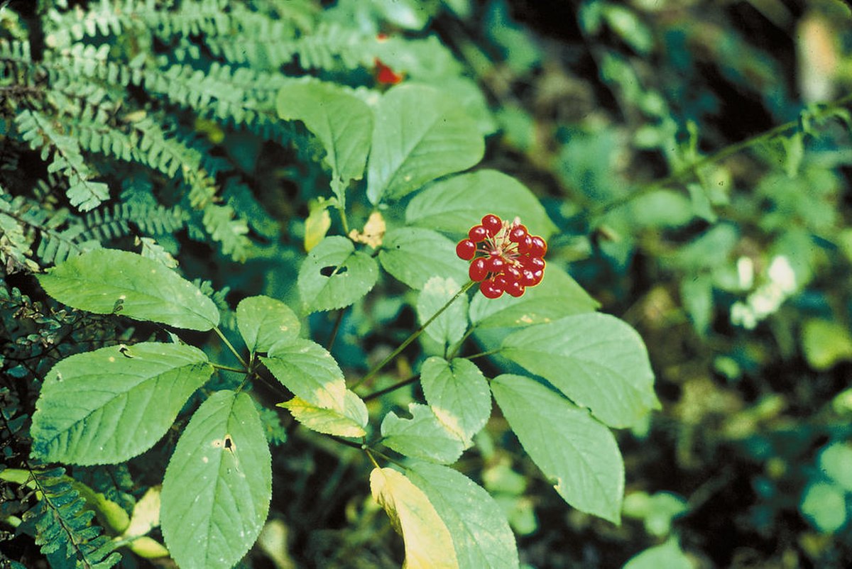 Panax stipuleanatus