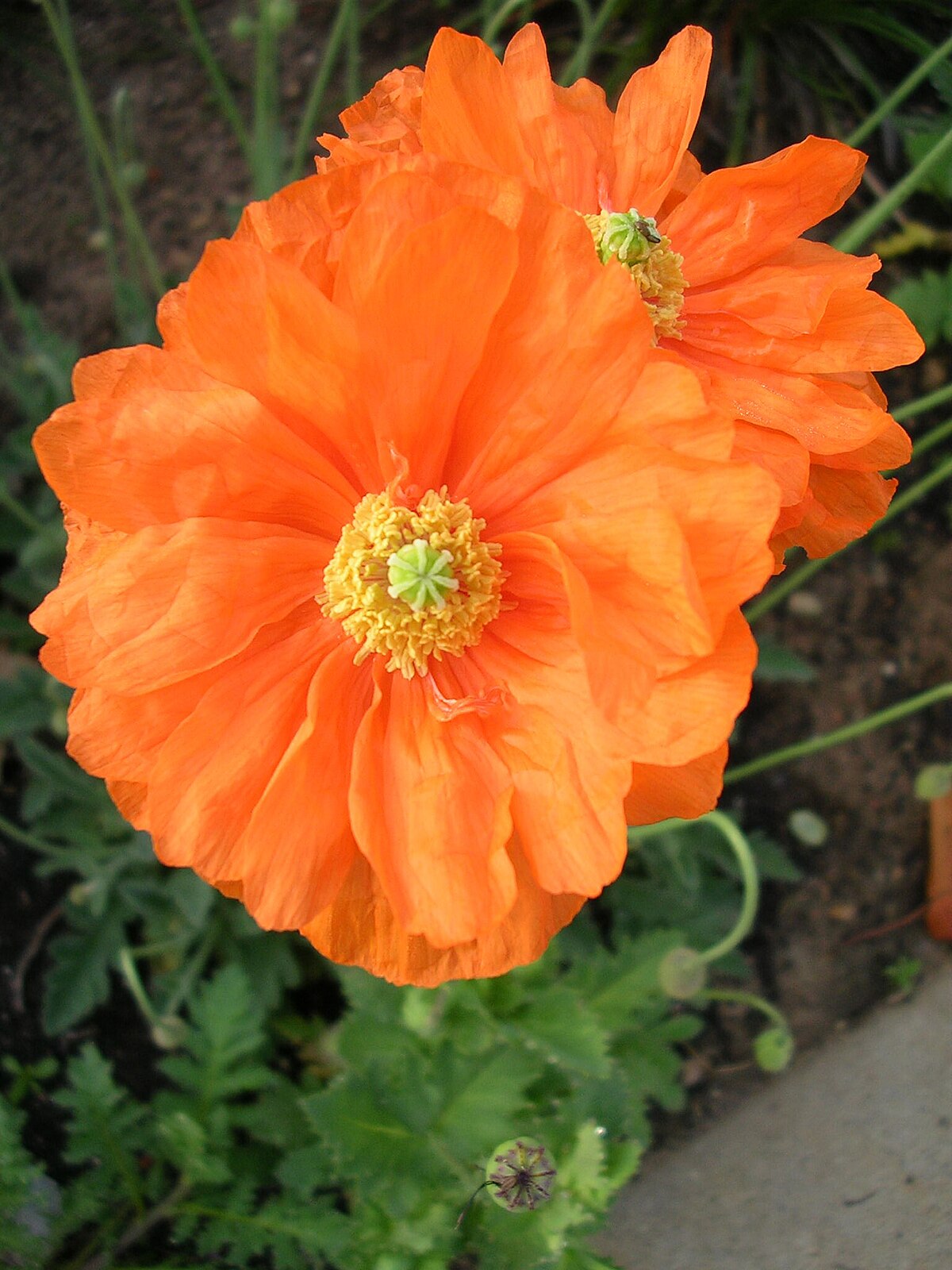 Papaver atlanticum