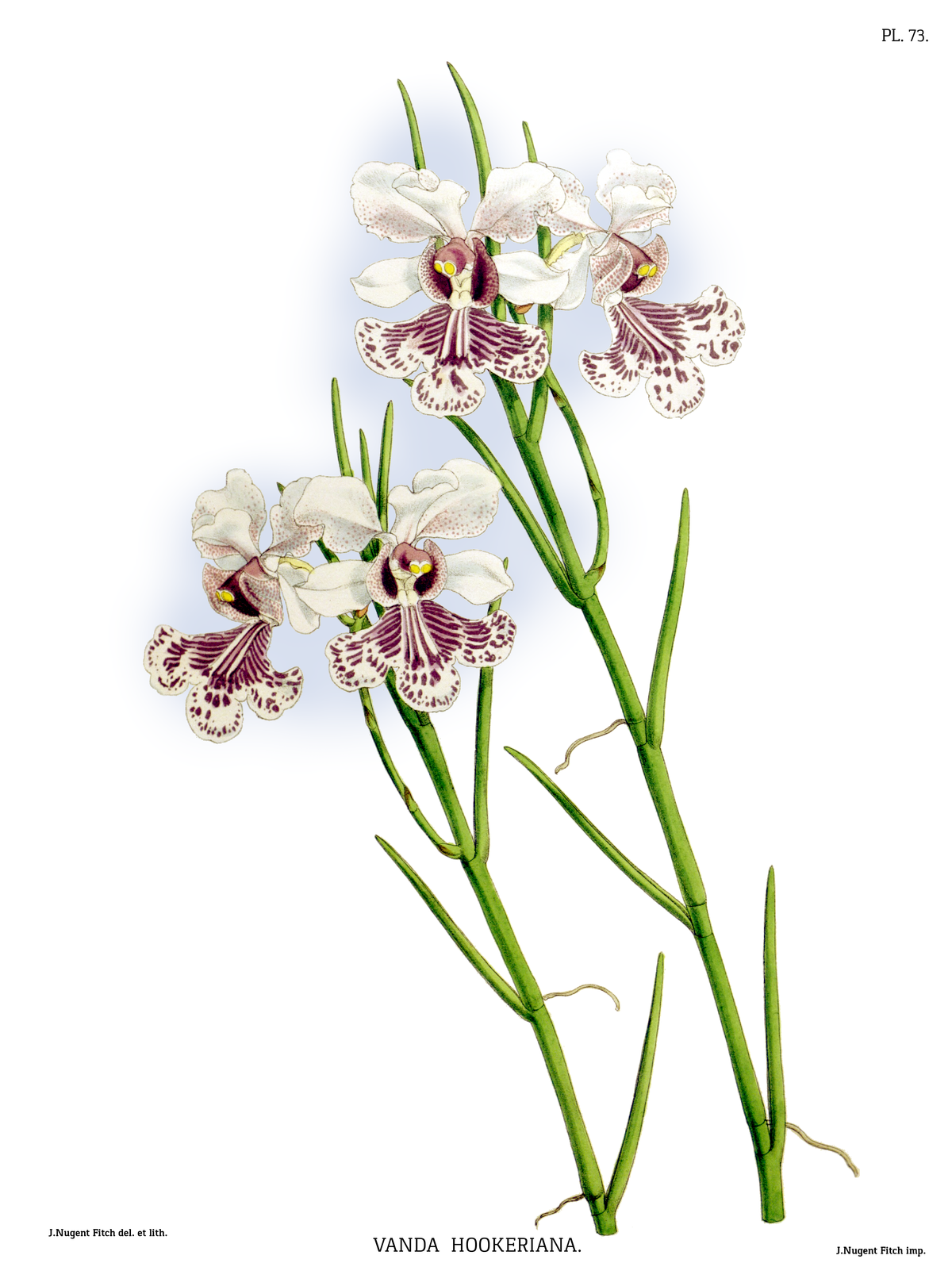 Papilionanthe hookeriana