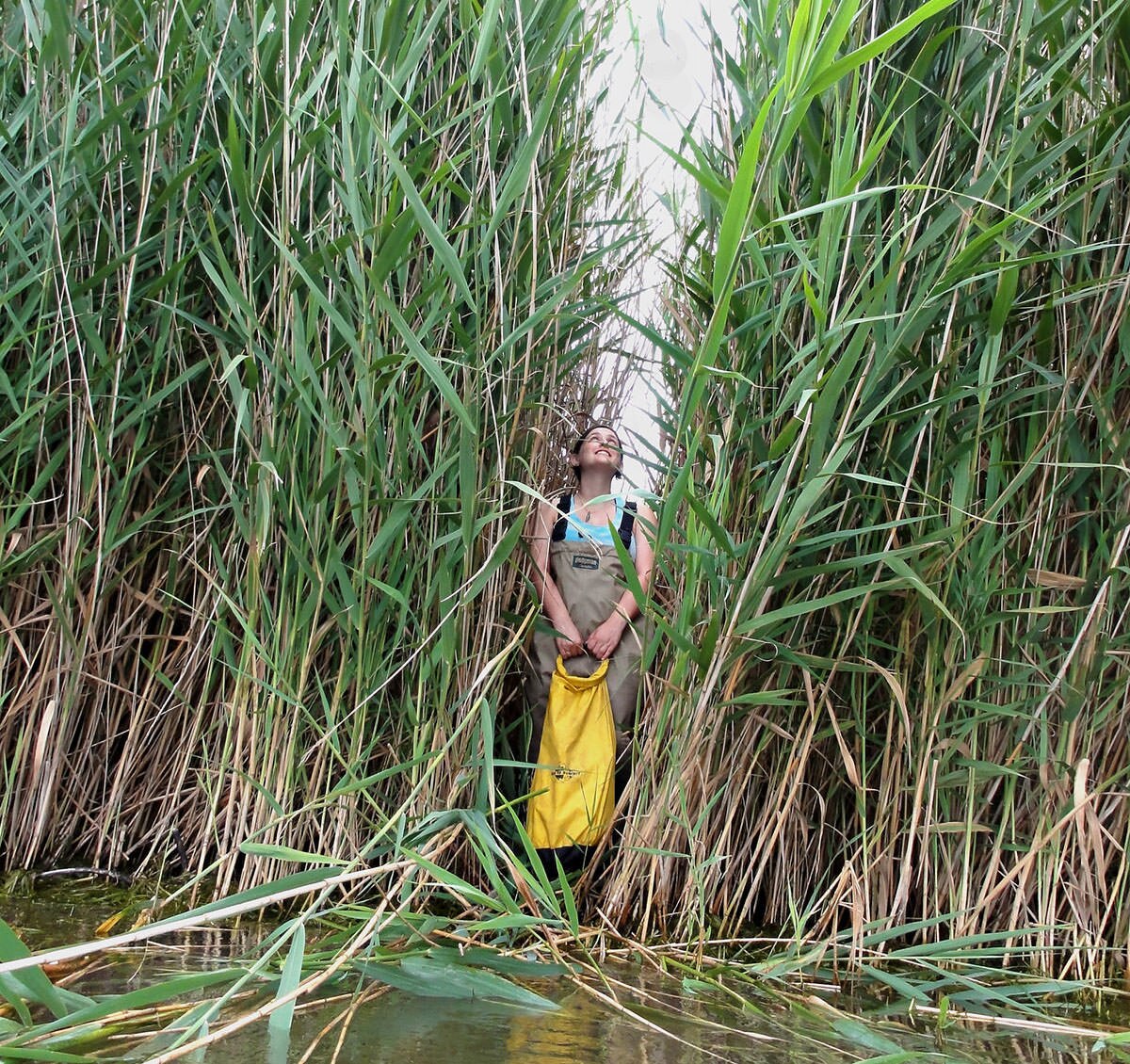 Phragmites australis