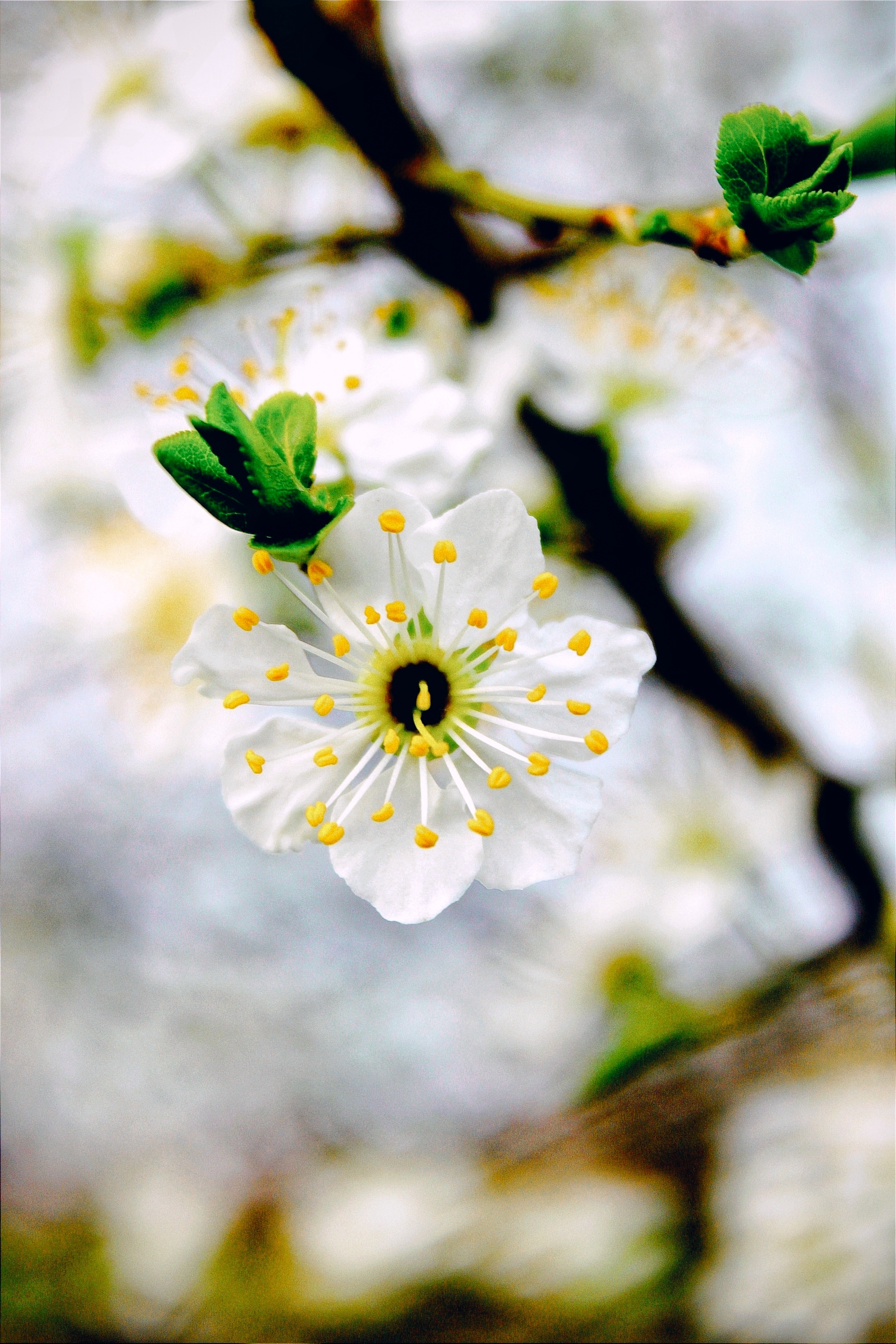 Prunus avium