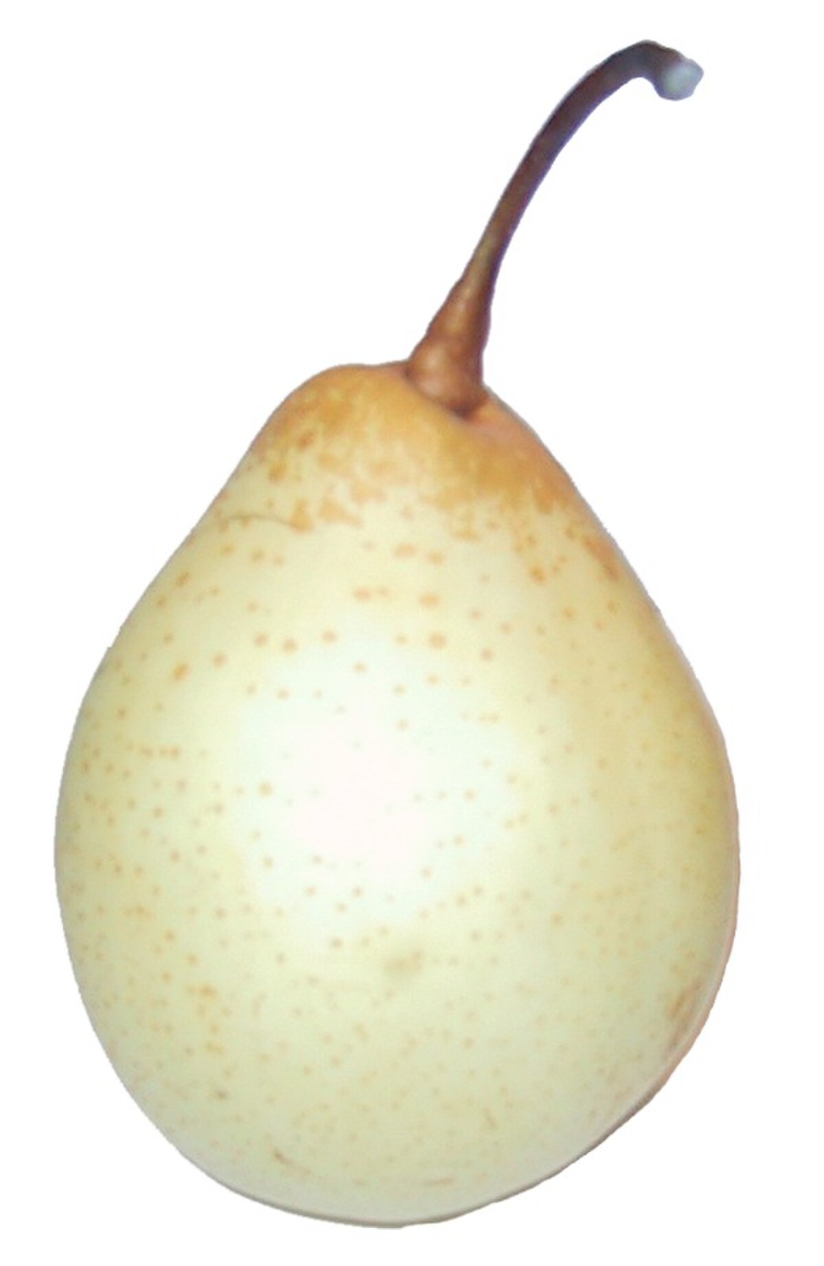 Pyrus bretschneideri DS