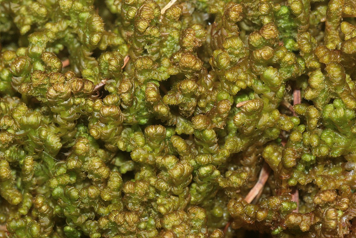 Ptilidium ciliare