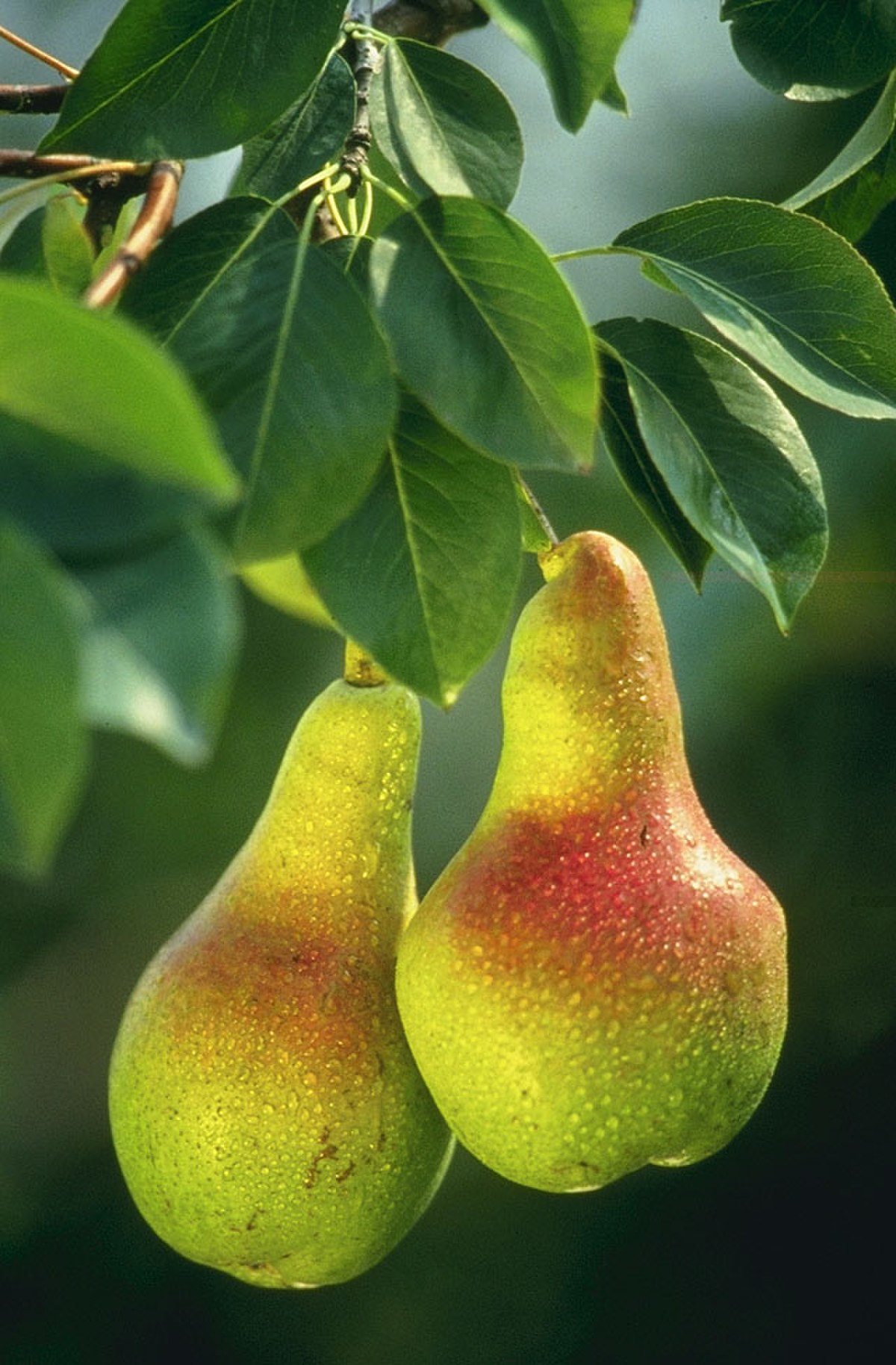 Pyrus communis KFL