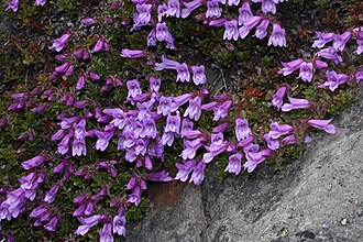 Penstemon davidsonii
