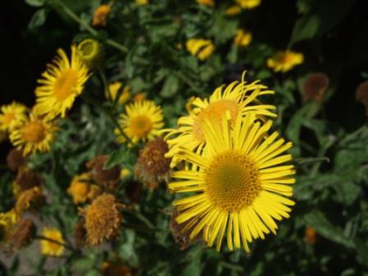 Pulicaria dysenterica