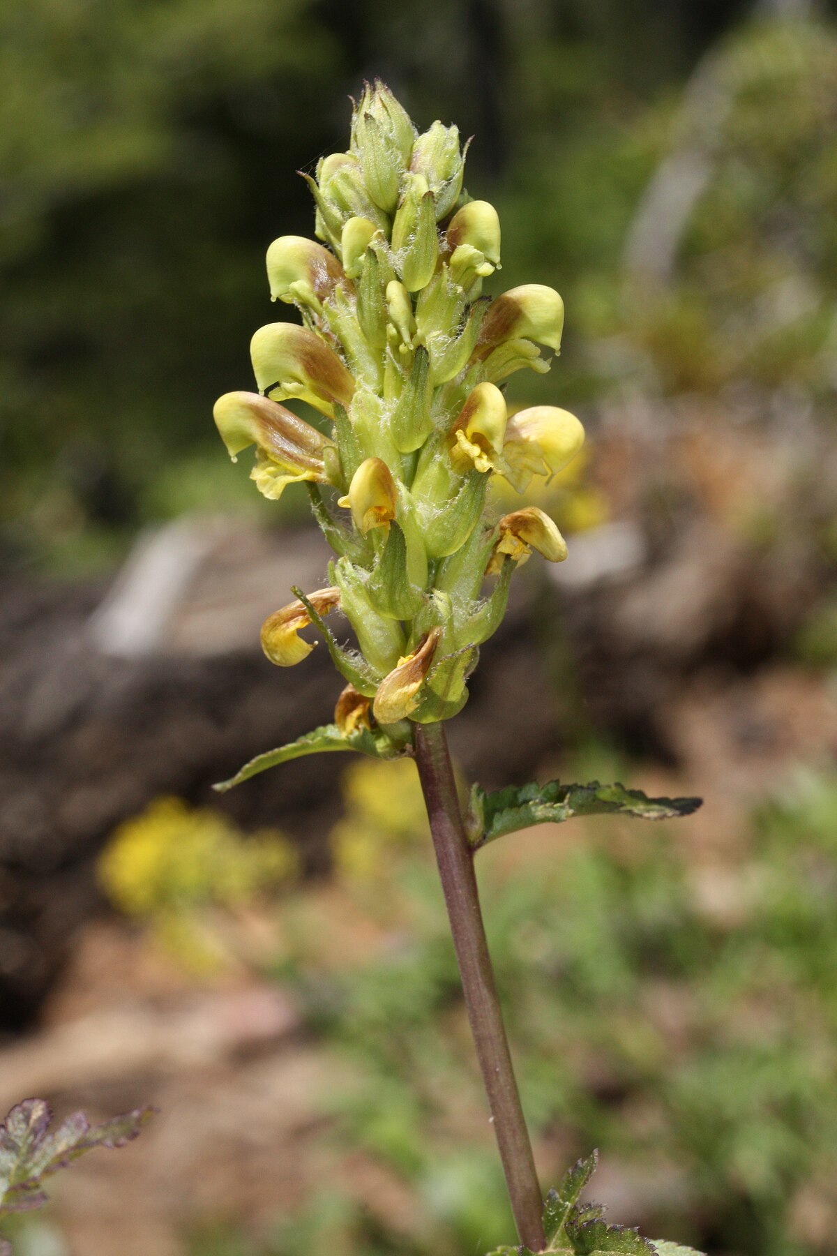 Pedicularis kansuensis