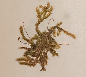 Pseudotaxiphyllum