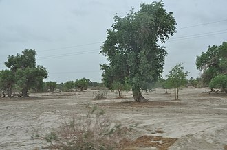Populus euphratica