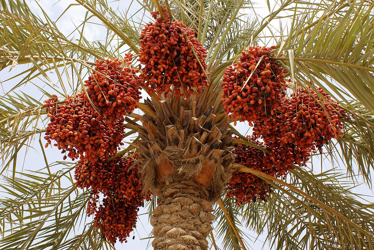 Phoenix dactylifera