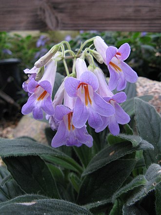 Primulina