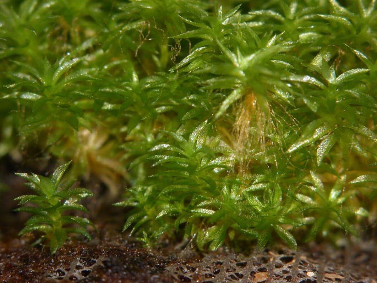 Physcomitrium patens