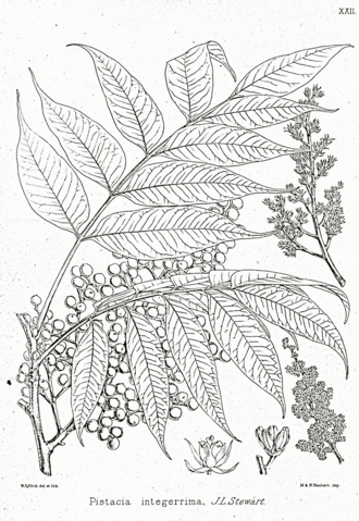 Pistacia integerrima