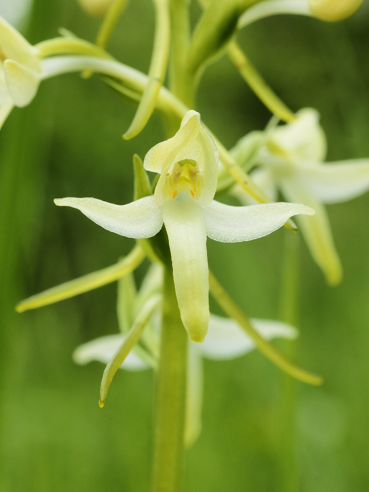 Platanthera guangdongensis