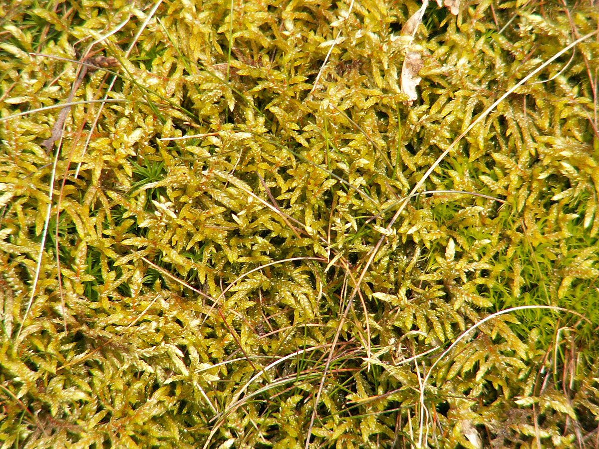 Pleurozium schreberi