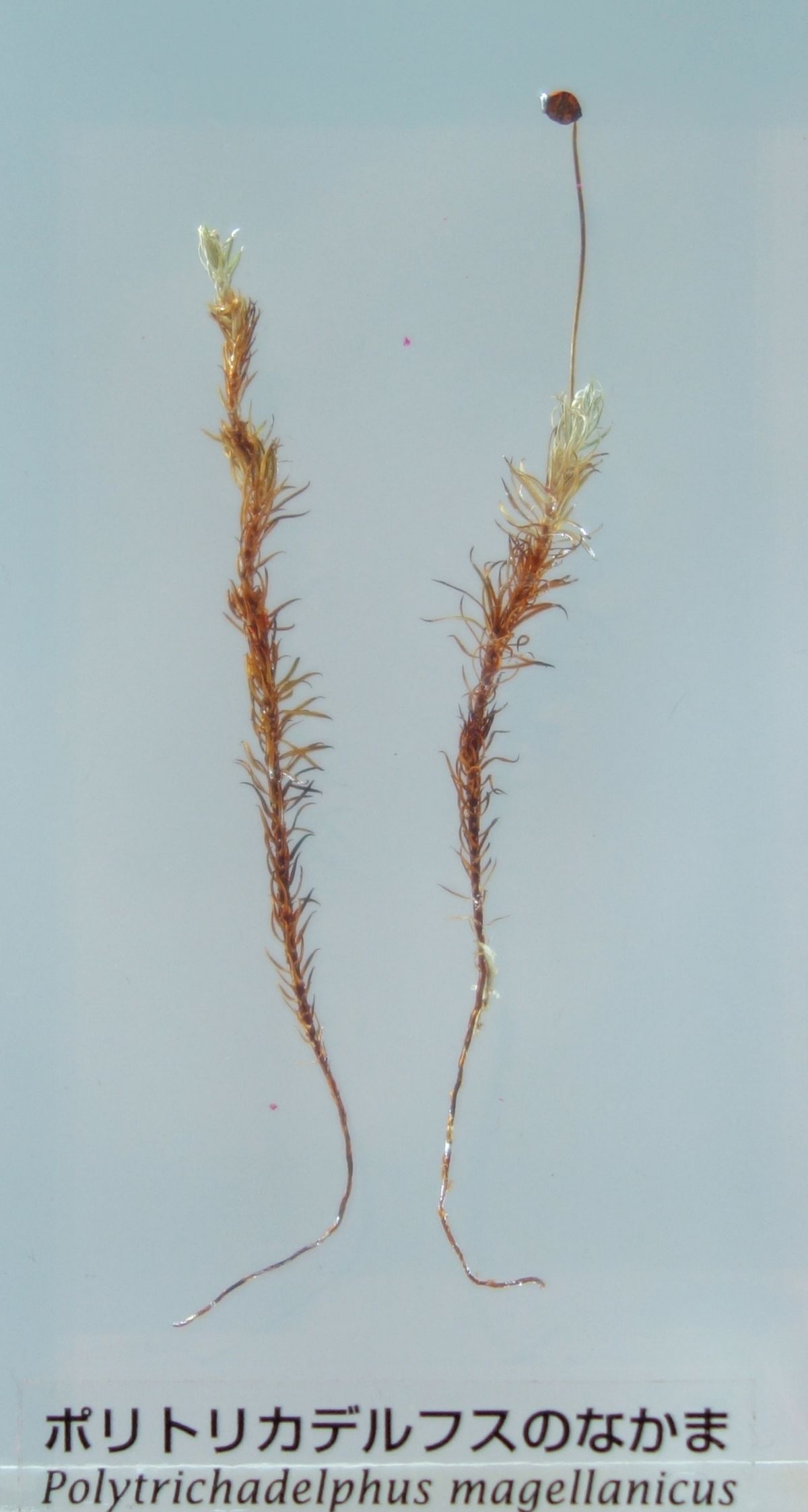 Polytrichadelphus magellanicus