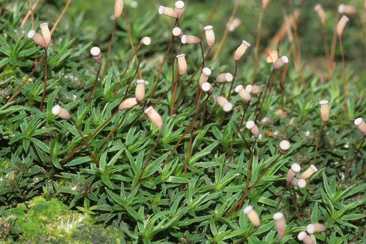 Pogonatum microstomum