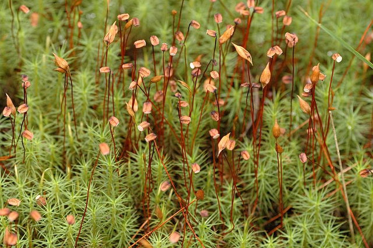 Polytrichastrum ohioense