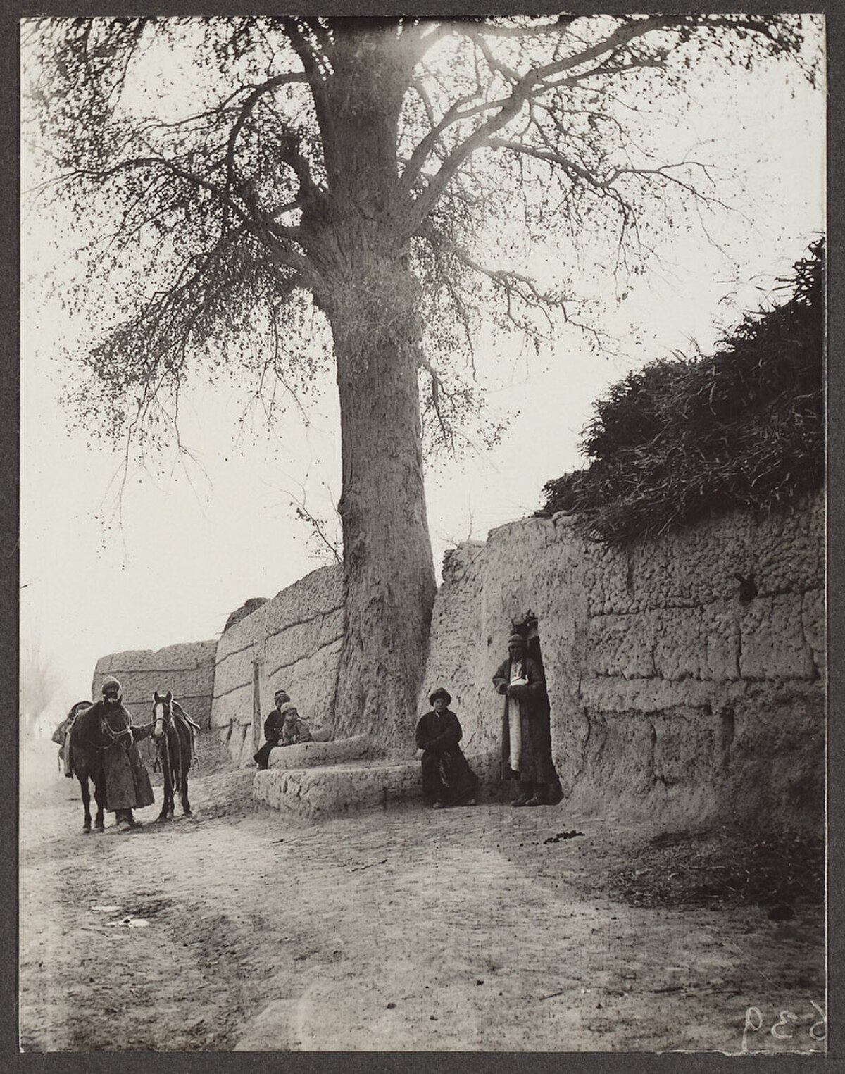 Populus pruinosa