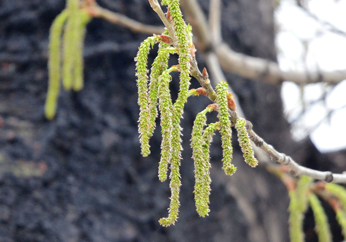 Populus tomentosa